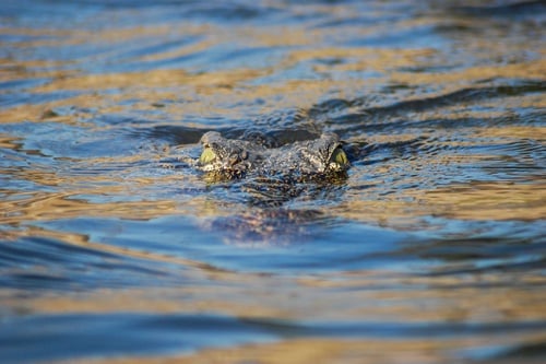 crocodile-lurking.jpg