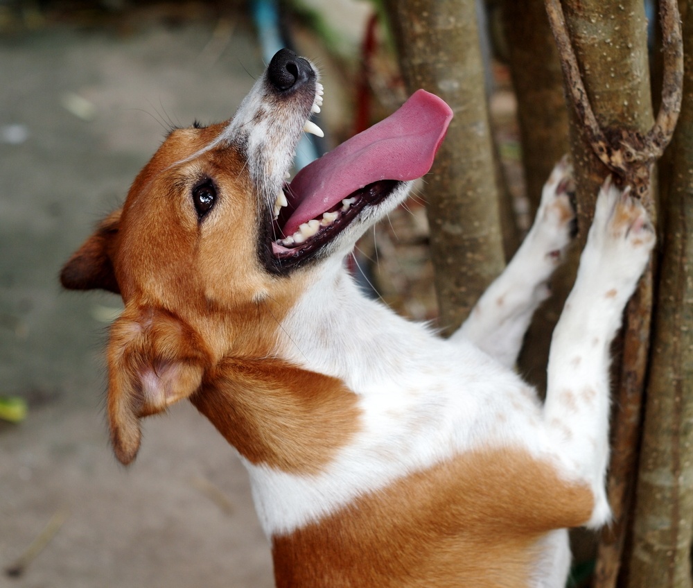 Are you barking up the wrong tree with your reward program design?